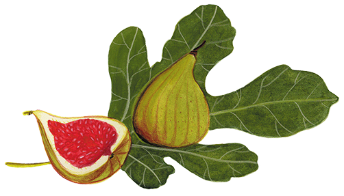 pia taccone fruits et legumes fico